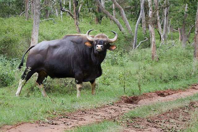 Дикий бык сканворд 4. Индийский Лесной бык Гаур. Гаур Полорогие. Клонировали дикого быка Гаура,. Бирманский Гаур.